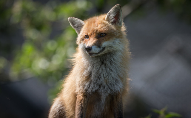 Reports of rabid fox in Frederick is fake news, police say