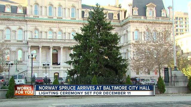 christmas tree arrives at baltimore city hall abc2news com christmas tree arrives at baltimore city hall abc2news com