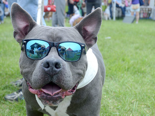 Festival for the Animals puts smiles on pets