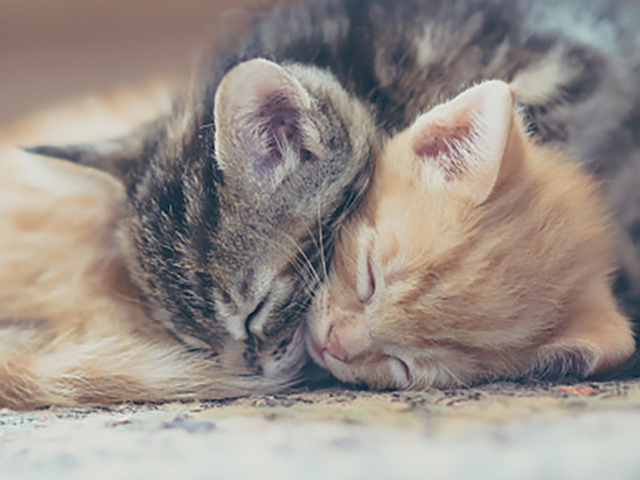 BARCS waives adoption fees for cats and kittens