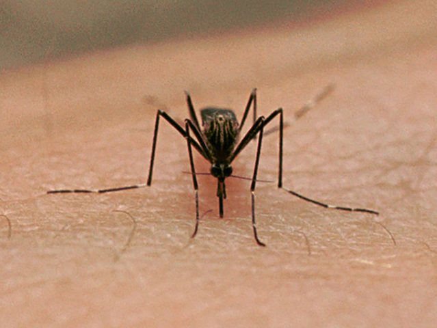 West Nile Virus case confirmed in Baltimore region, first of 2018 Health Department says